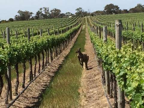 Photo: CMV Farms Langhorne Creek